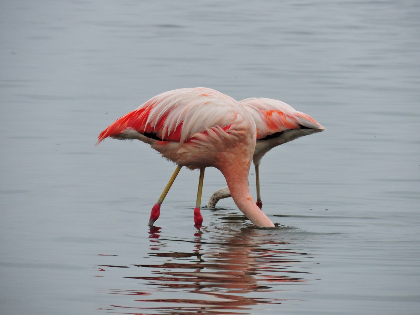 Chilean Flamingo (Phoenicopterus chilensis)