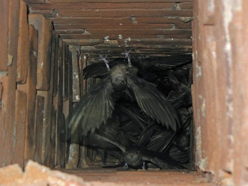 Chimney Swift