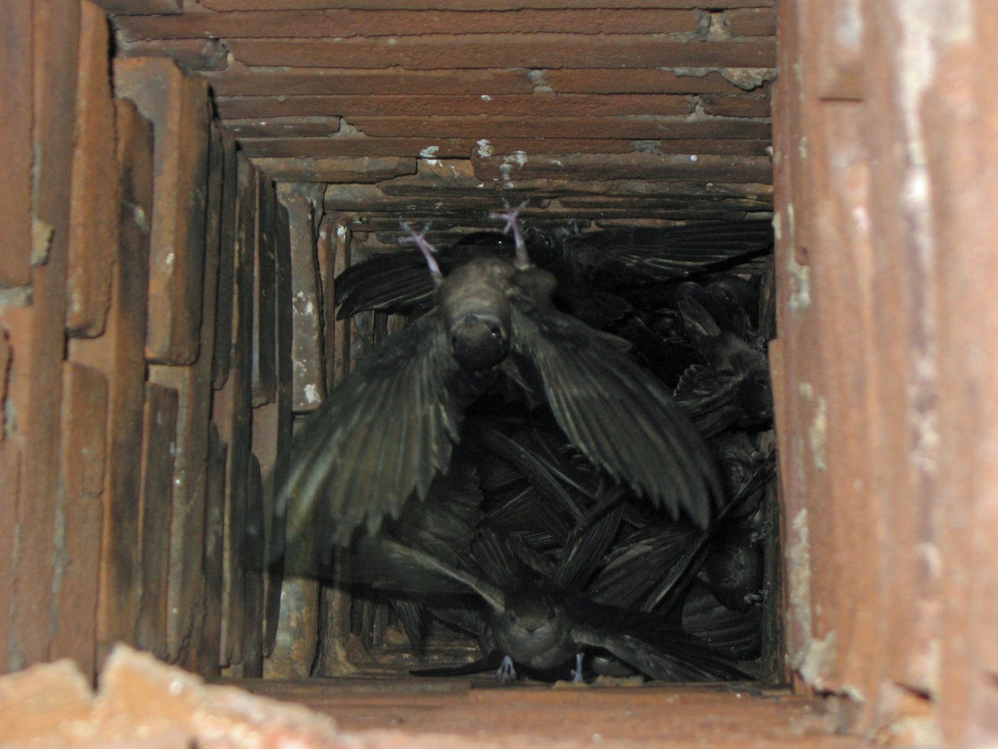 Chimney Swift (Chaetura pelagica)