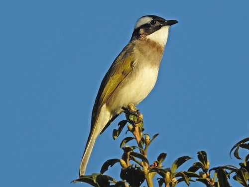 Chinese Bulbul