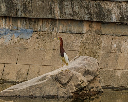 Chinese Pond-Heron