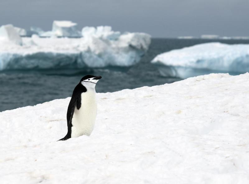 Chinstrap Penguin (Pygoscelis antarcticus)