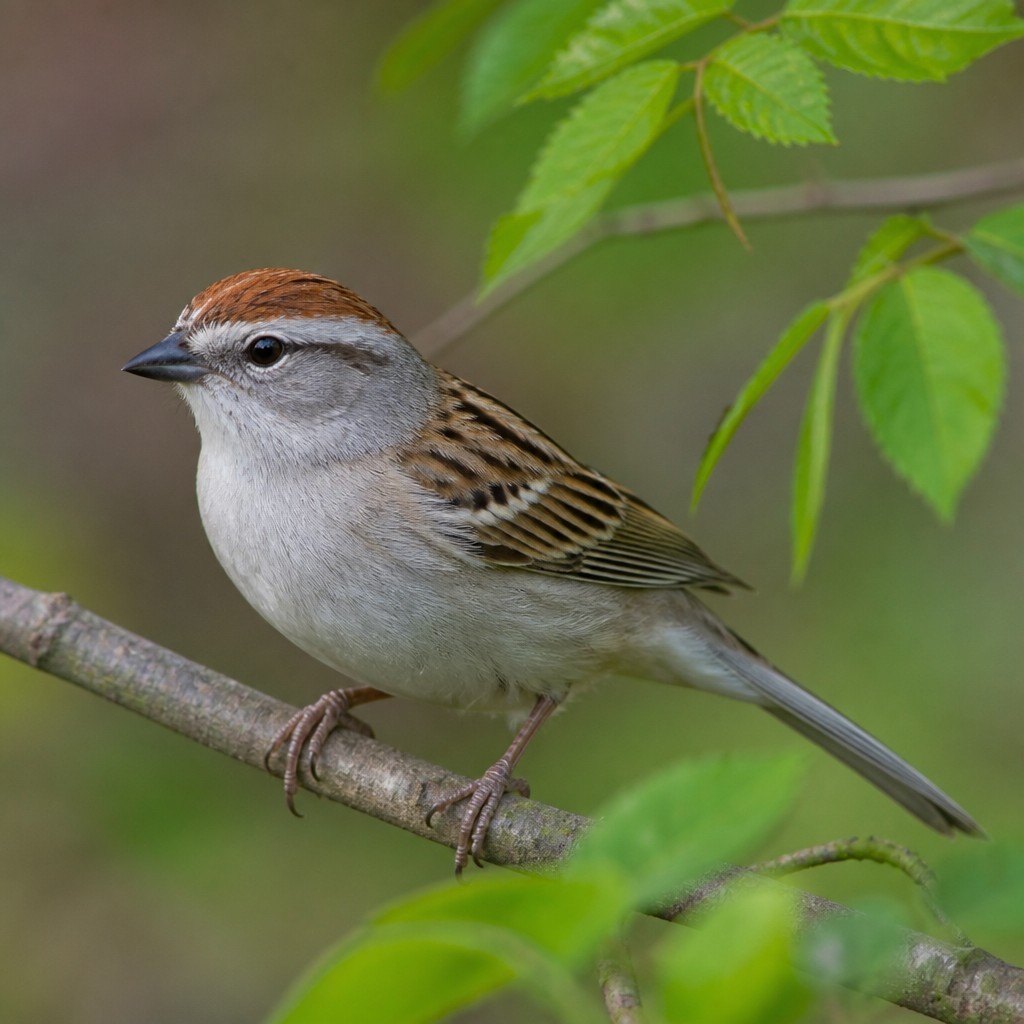 Chipping Sparrow (Spizella passerina)