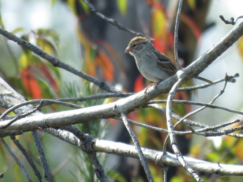 Chipping Sparrow