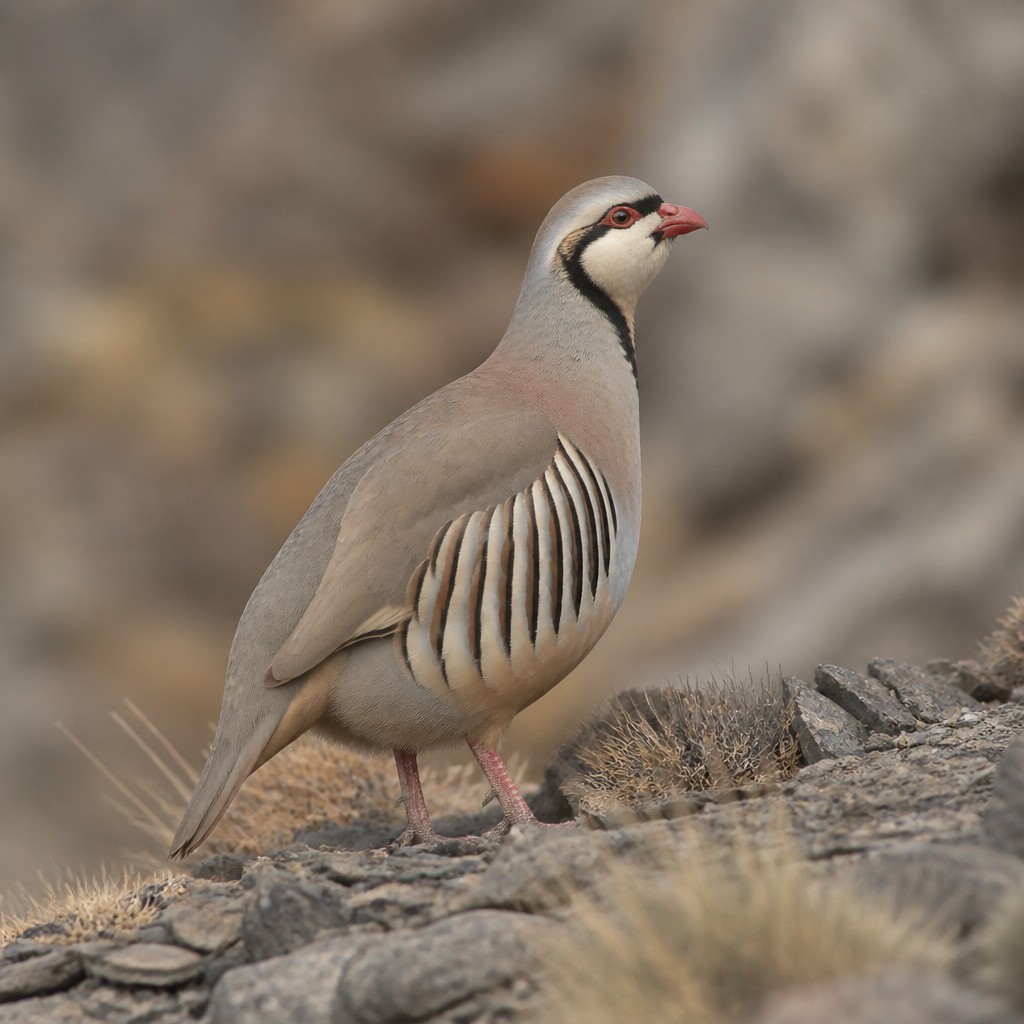 Chukar