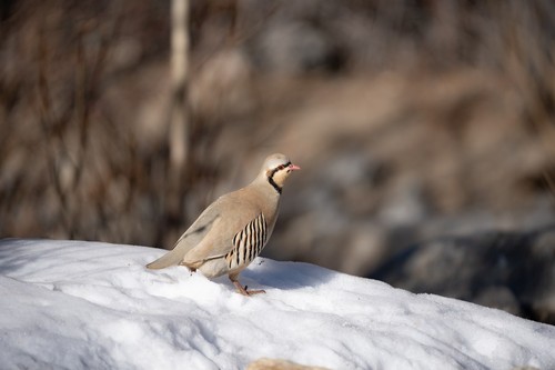 Chukar