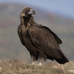 Cinereous Vulture Identification Guide