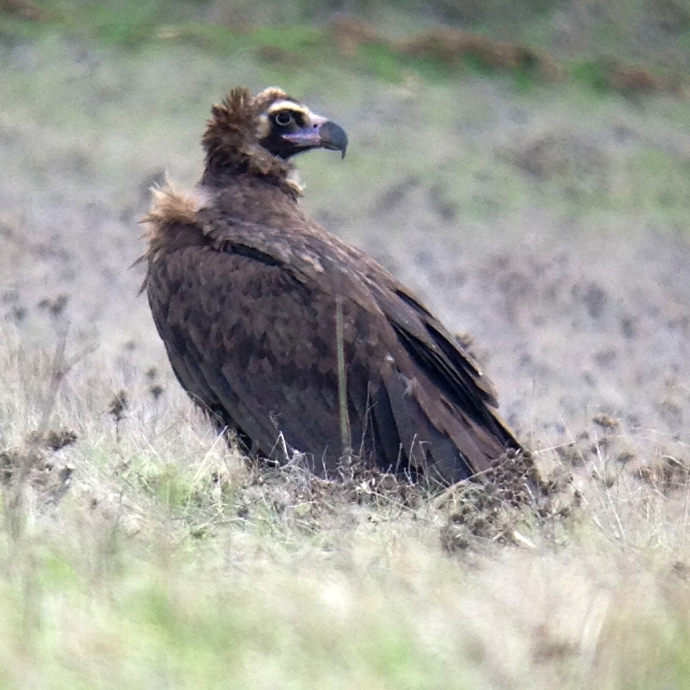Cinereous Vulture Identification Guide