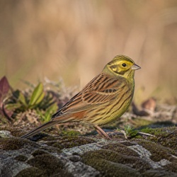 Cirl Bunting Identification Guide