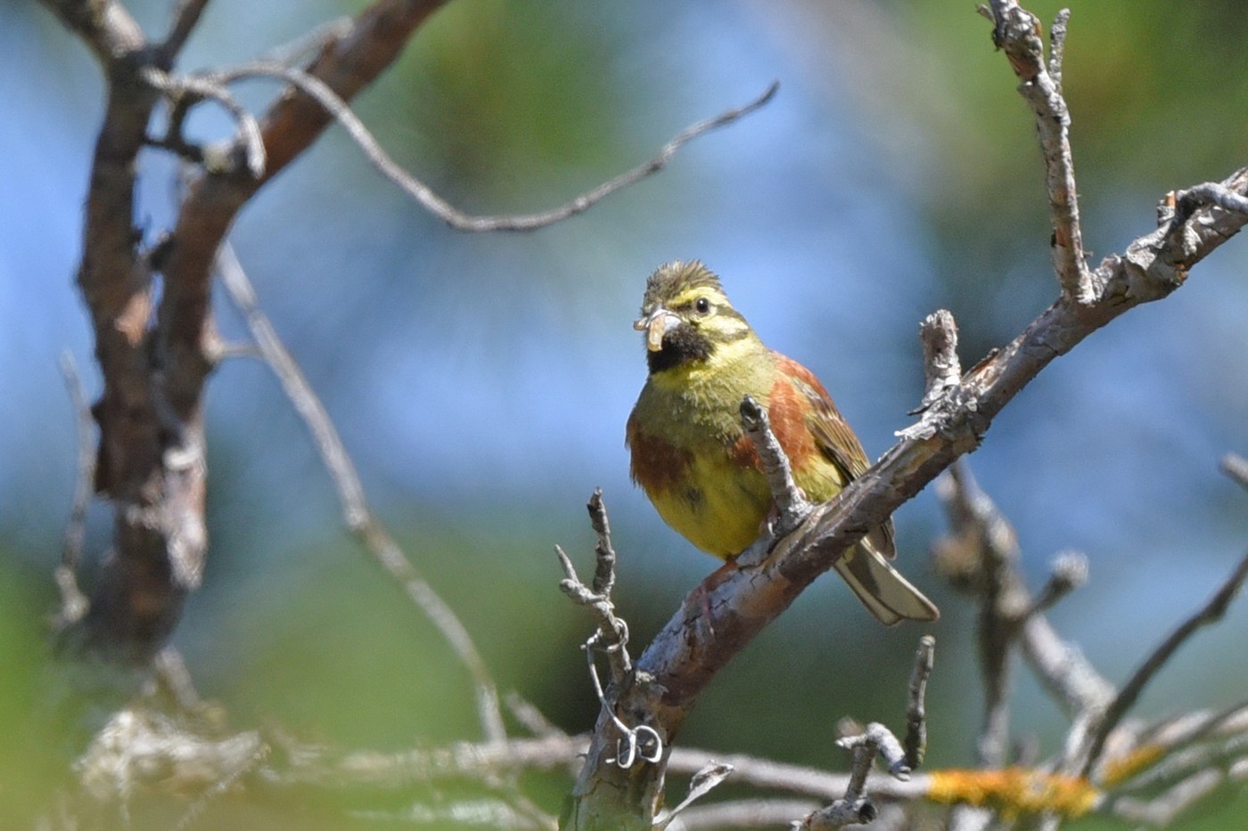 Cirl Bunting (Emberiza cirlus)