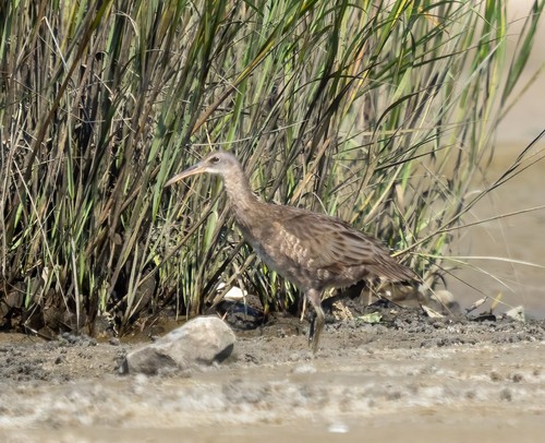 Clapper Rail