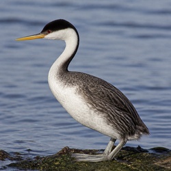 Clark's Grebe Identification Guide