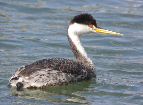 Clark's Grebe