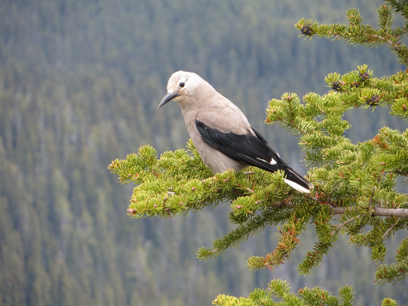 Clark's Nutcracker (Nucifraga columbiana)