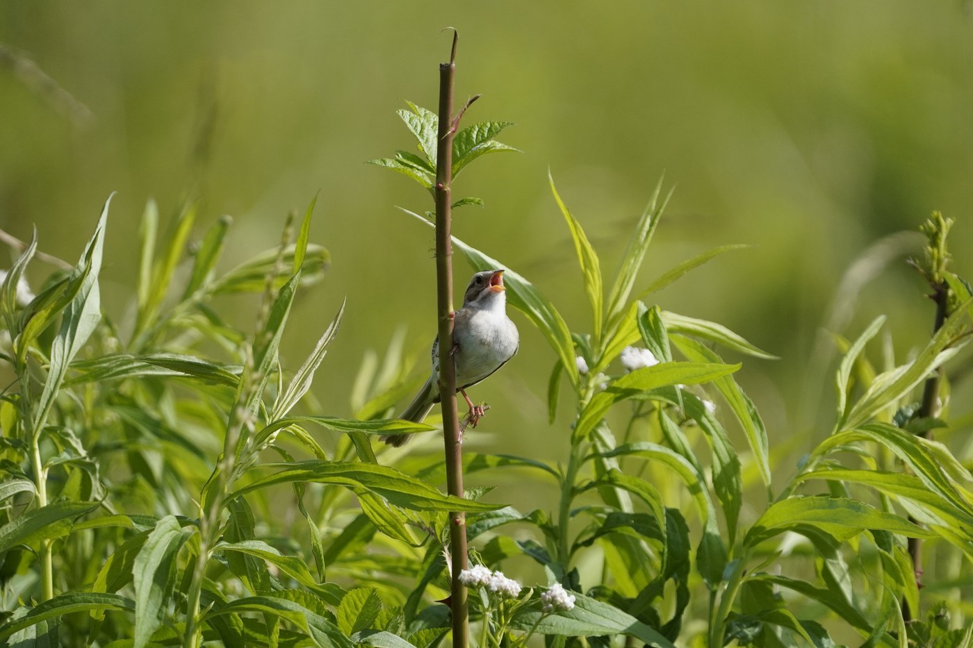 Clay-colored Sparrow (Spizella pallida)