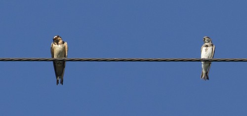 Cliff Swallow
