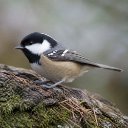 Coal Tit Identification Guide