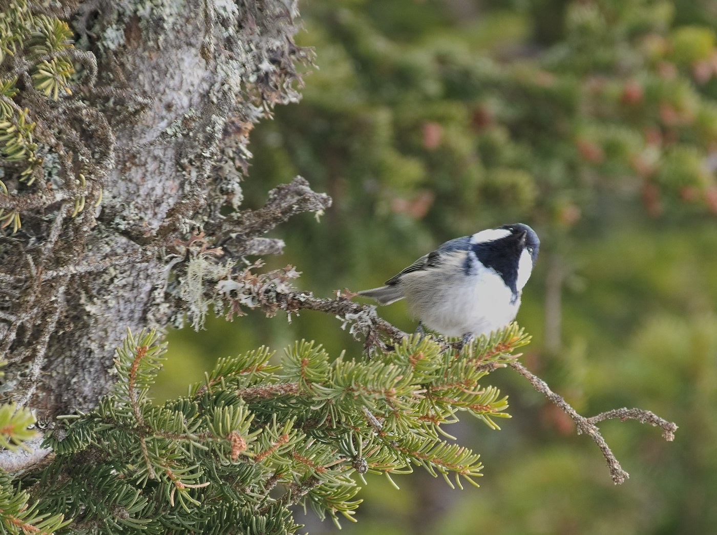 Coal Tit (Periparus ater)