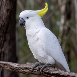 Cockatoo Identification Guide