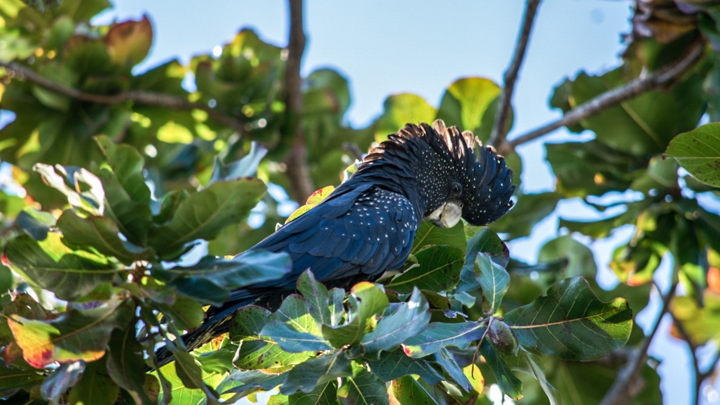 Cockatoo Identification Guide