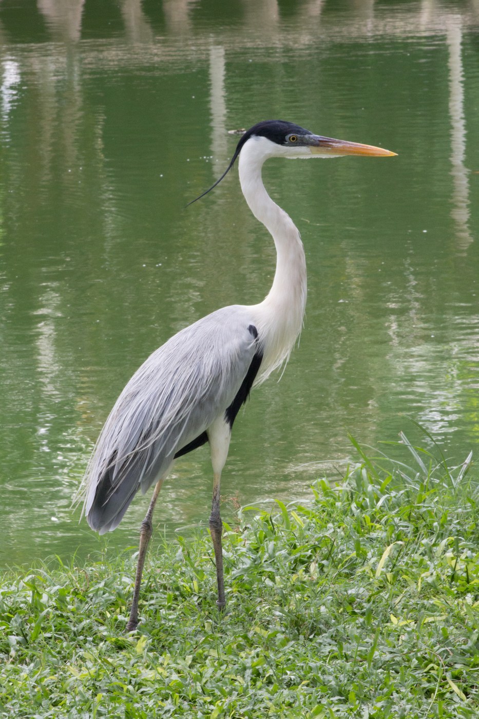 Cocoi Heron (Ardea cocoi)