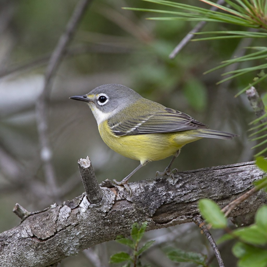 Colima Warbler (Leiothlypis crissalis)