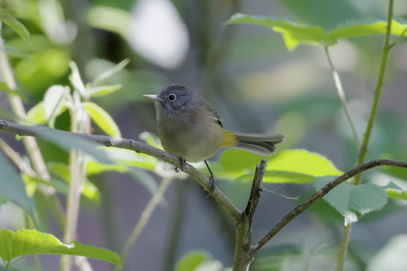 Colima Warbler (Leiothlypis crissalis)