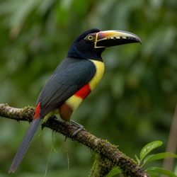 Collared Aracari Identification Guide