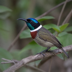 Collared Sunbird Identification Guide