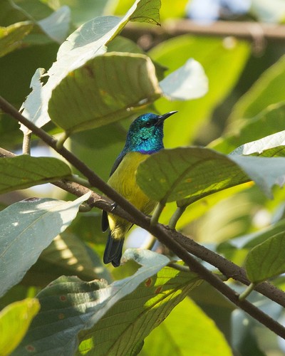Collared Sunbird
