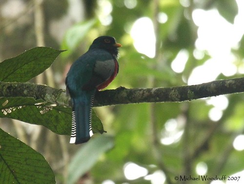 Collared Trogon