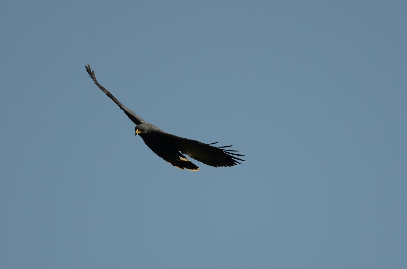 Common Black Hawk (Buteogallus anthracinus)