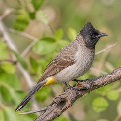 Common Bulbul Identification Guide