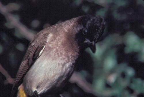 Common Bulbul