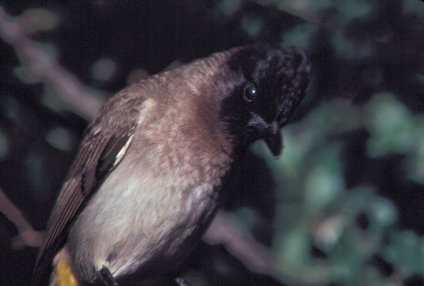 Common Bulbul (Pycnonotus barbatus)