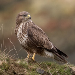 Common Buzzard Identification Guide
