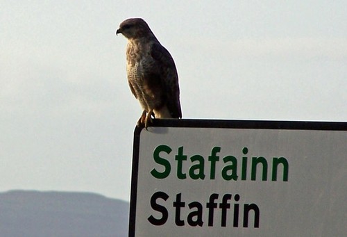 Common Buzzard
