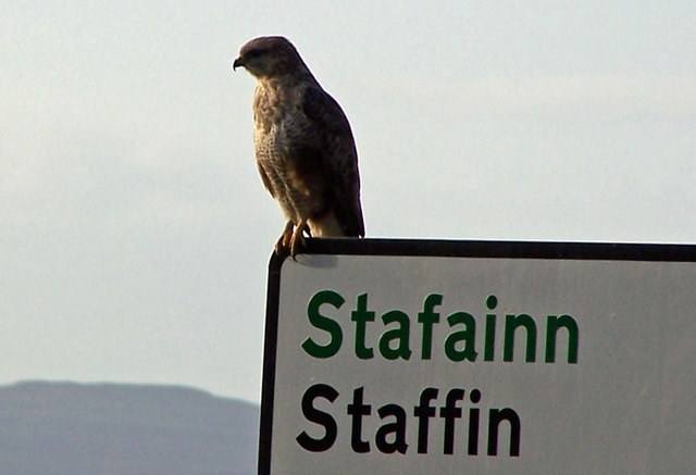 Common Buzzard (Buteo buteo)