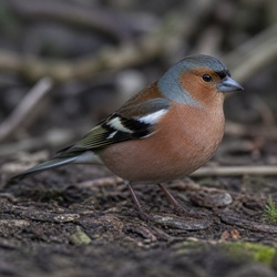 Common Chaffinch Identification Guide