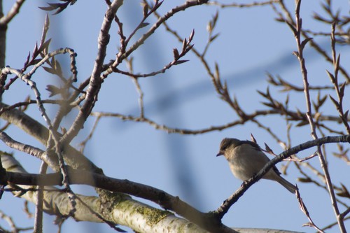 Common Chaffinch