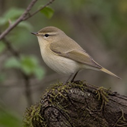 Common Chiffchaff Identification Guide