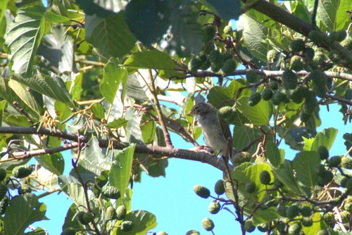 Common Chiffchaff
