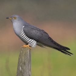 Common Cuckoo Identification Guide