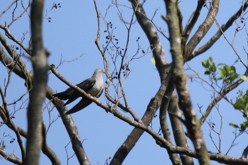 Common Cuckoo