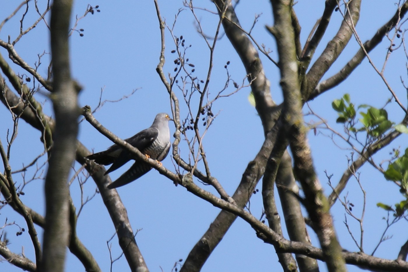 Common Cuckoo (Cuculus canorus)