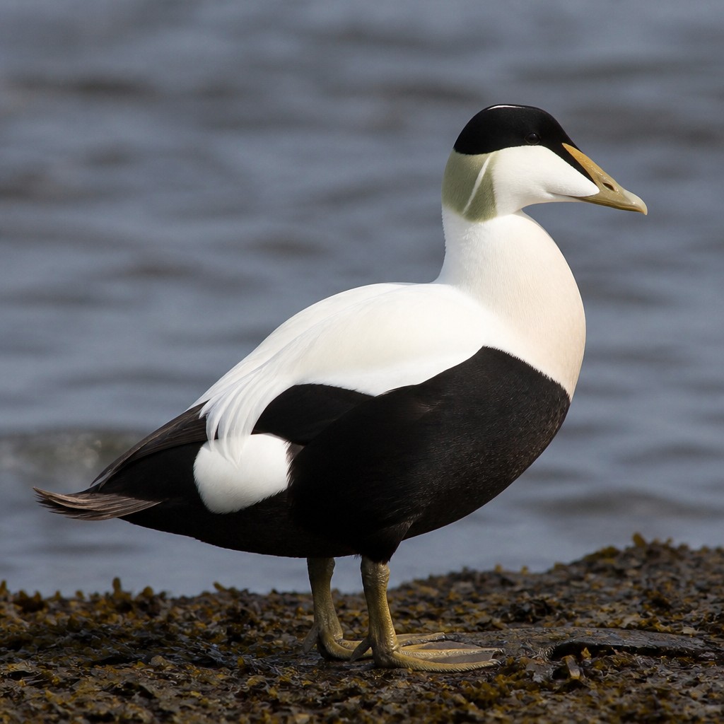 Common Eider
