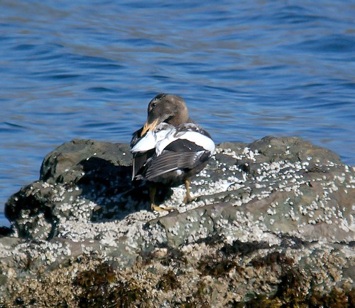 Common Eider