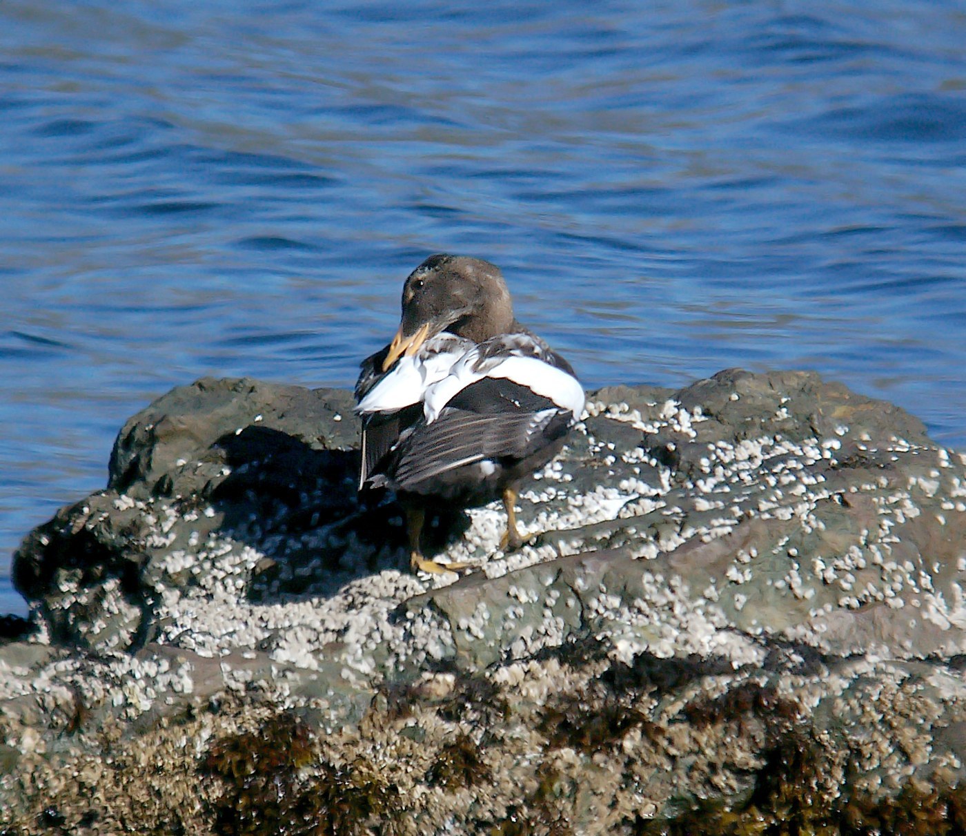 Common Eider (Somateria mollissima)