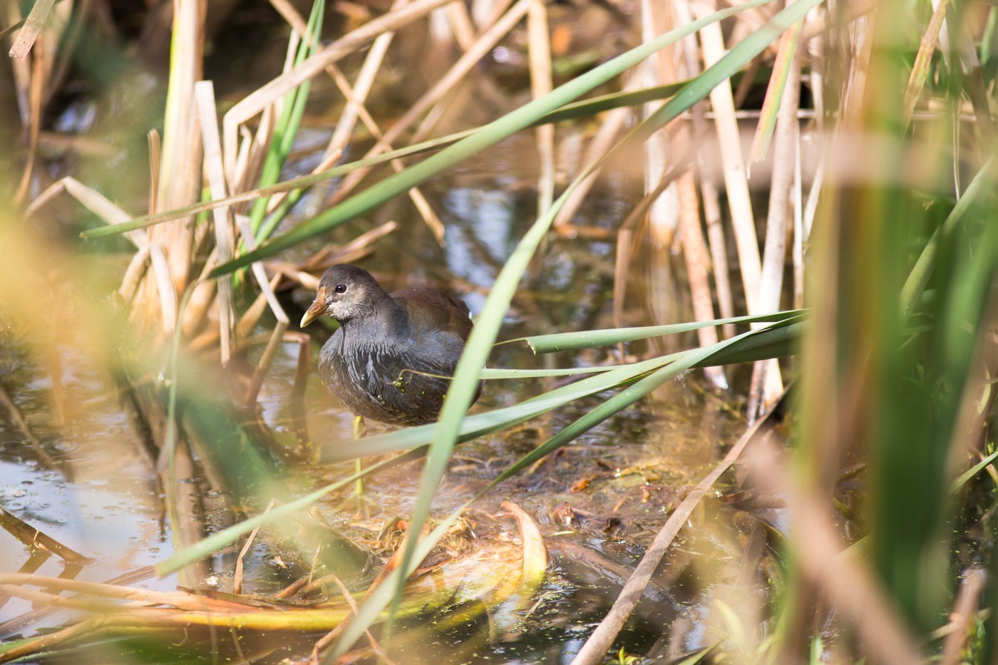 Common Gallinule (Gallinula galeata)