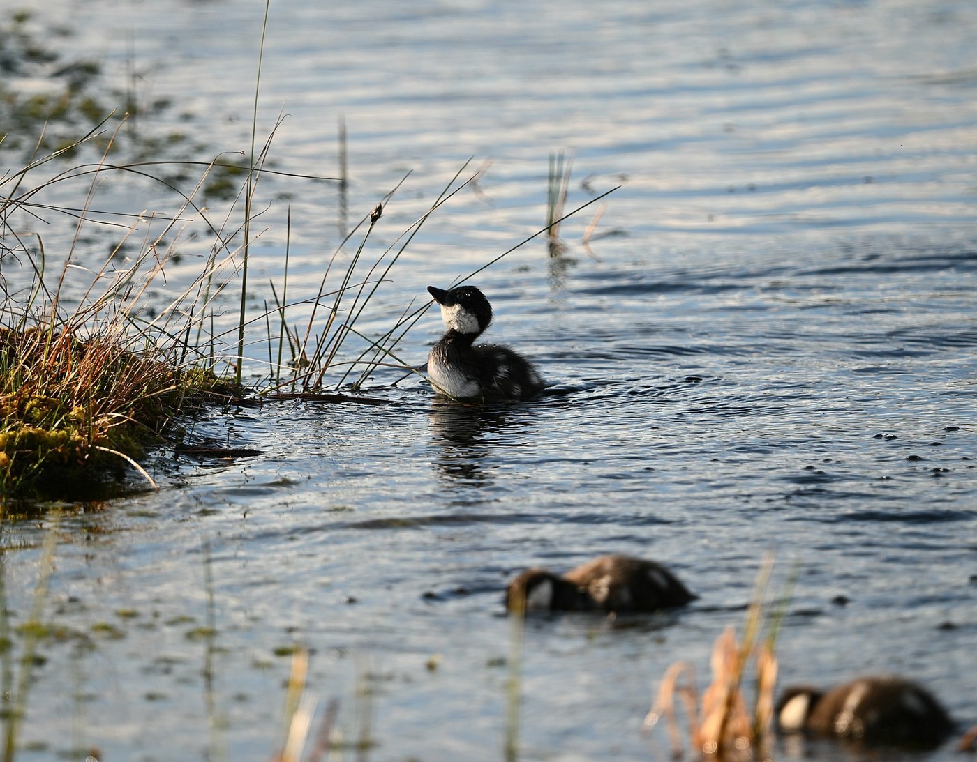 Common Goldeneye (Bucephala clangula)